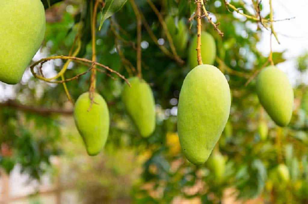 Top 10 sweetest mangoes in the world