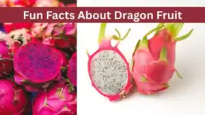 why dragon fruit is called dragon fruit