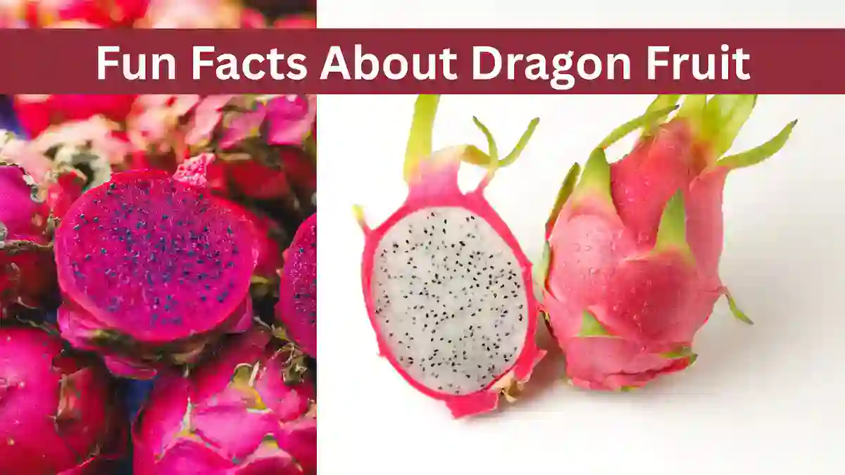 why dragon fruit is called dragon fruit